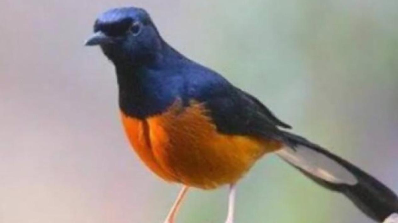 Daftar Gacor Terjitu: Tips dan Trik untuk Melatih Burung Agar Bisa Gacor