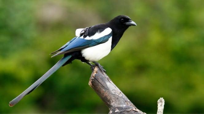 Daftar Gacor Terjitu: Tips dan Trik untuk Melatih Burung Agar Bisa Gacor